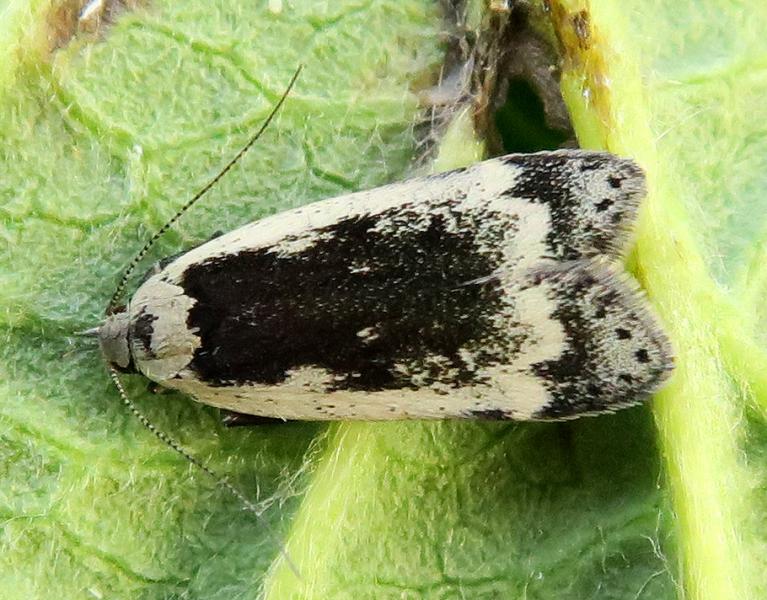 anacampsis-blattariella-gelechiid-recording-scheme